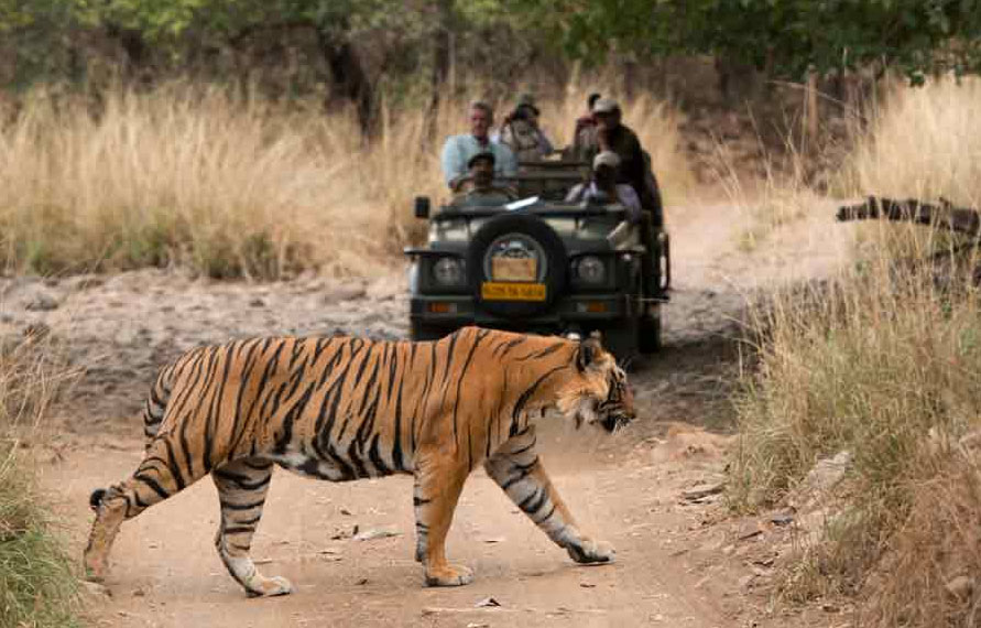 Rajasthan Wildlife Tour Packages, Wildlife Safari in Rajasthan